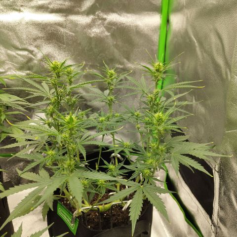 Amnesia Haze - Automatic  growlog timeline photo