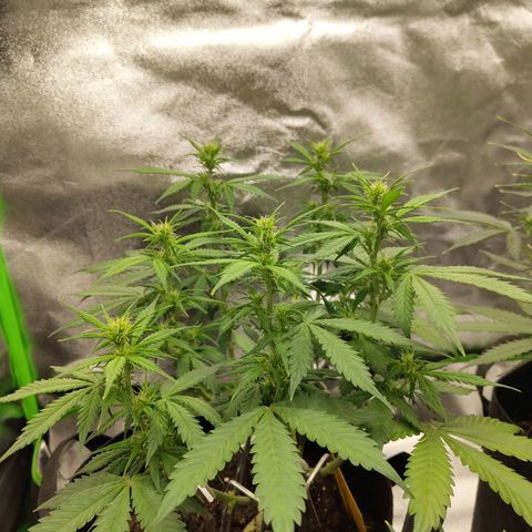 Amnesia Haze - Automatic  growlog timeline photo