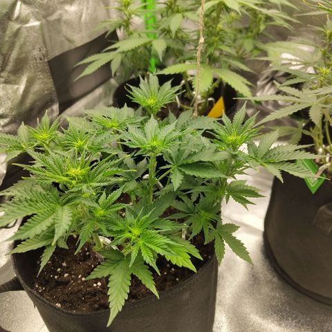 Auto Minz growlog timeline photo