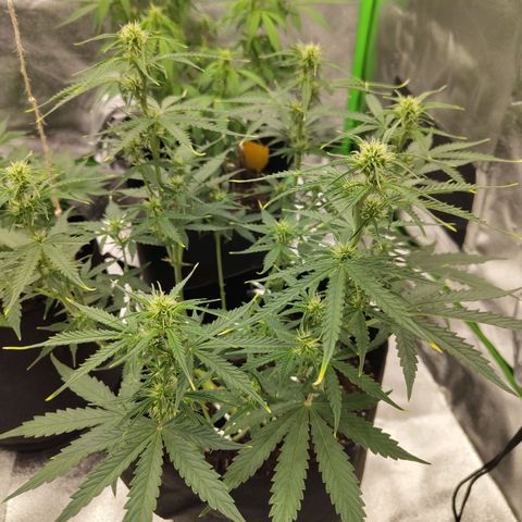 Amnesia Haze - Automatic  growlog timeline photo