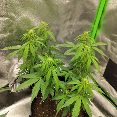 Amnesia Haze - Automatic  growlog timeline photo