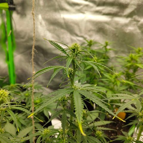Amnesia Haze - Automatic  growlog timeline photo