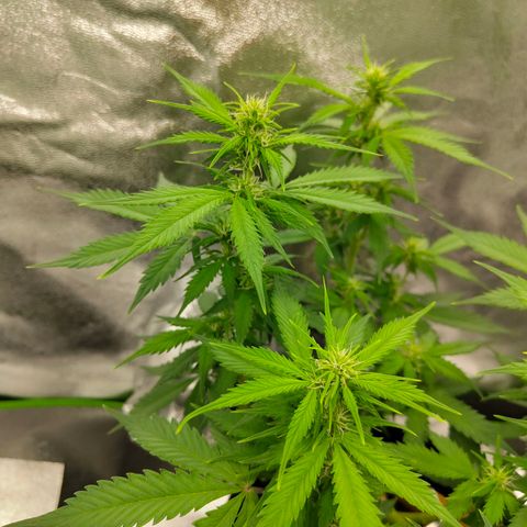 Amnesia Haze - Automatic  growlog timeline photo