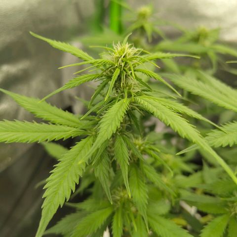 Amnesia Haze - Automatic  growlog timeline photo