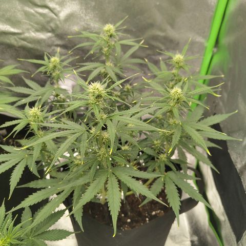Amnesia Haze - Automatic  growlog timeline photo