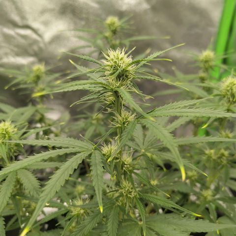 Amnesia Haze - Automatic  growlog timeline photo