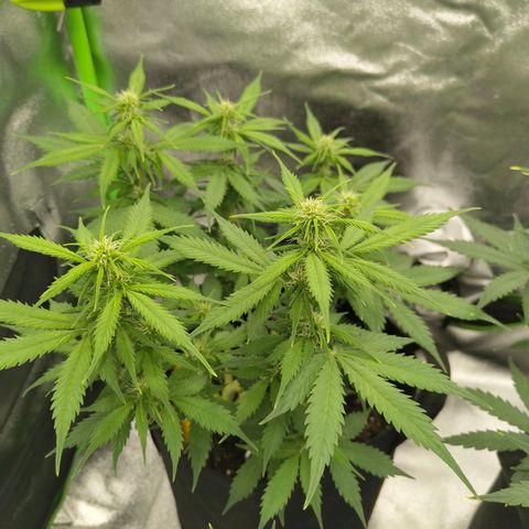 Amnesia Haze - Automatic  growlog timeline photo