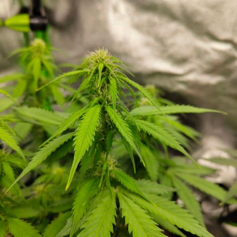 Amnesia Haze - Automatic  growlog timeline photo