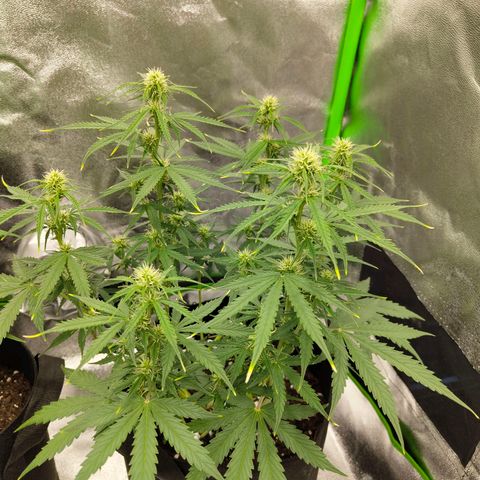 Amnesia Haze - Automatic  growlog timeline photo