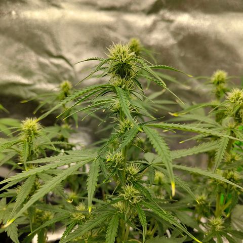 Amnesia Haze - Automatic  growlog timeline photo