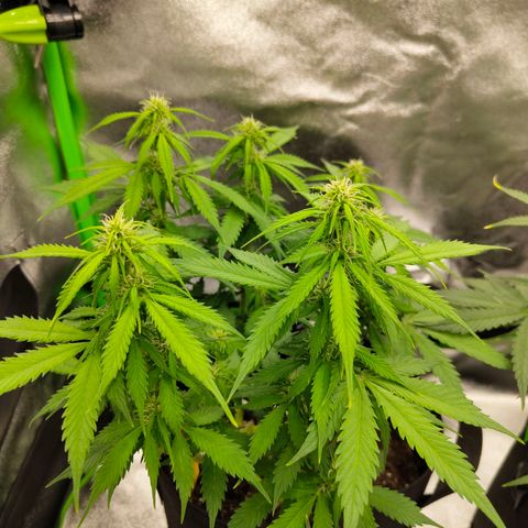 Amnesia Haze - Automatic  growlog timeline photo