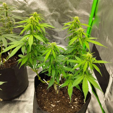 Amnesia Haze - Automatic  growlog timeline photo