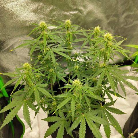 Amnesia Haze - Automatic  growlog timeline photo