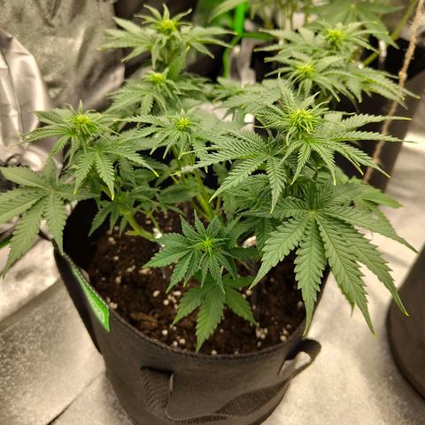 Auto Minz growlog timeline photo