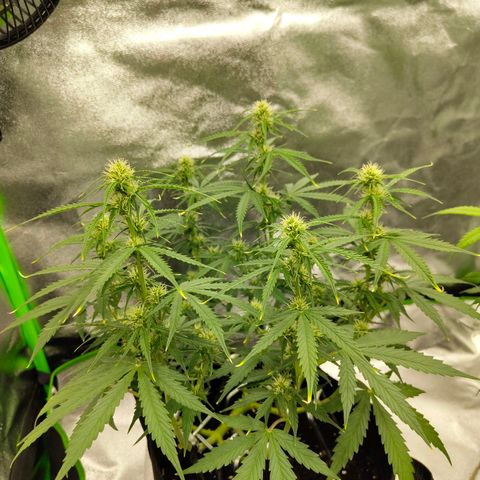 Amnesia Haze - Automatic  growlog timeline photo