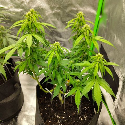 Amnesia Haze - Automatic  growlog timeline photo
