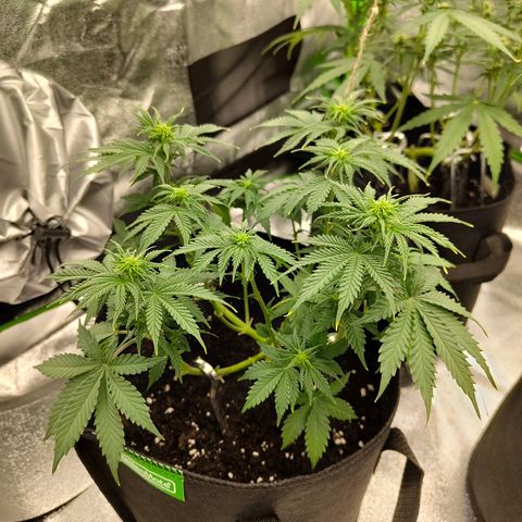 Auto Minz growlog timeline photo