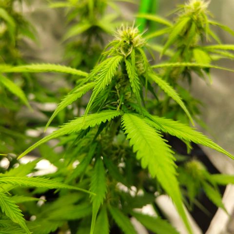 Amnesia Haze - Automatic  growlog timeline photo