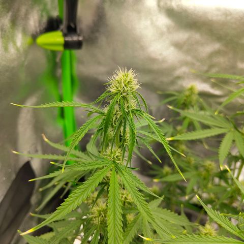 Amnesia Haze - Automatic  growlog timeline photo