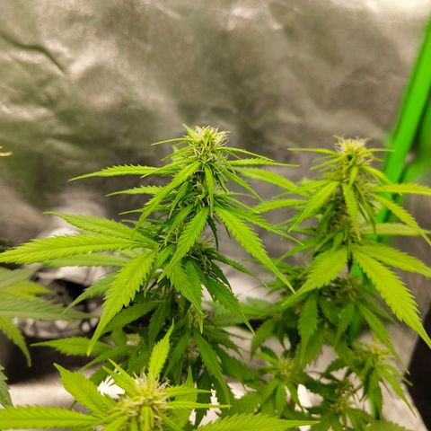 Amnesia Haze - Automatic  growlog timeline photo