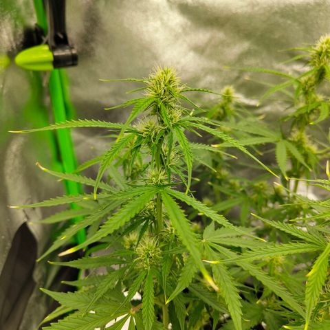 Amnesia Haze - Automatic  growlog timeline photo