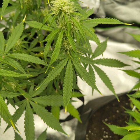 Amnesia Haze - Automatic  growlog timeline photo
