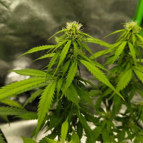 Amnesia Haze - Automatic  growlog timeline photo