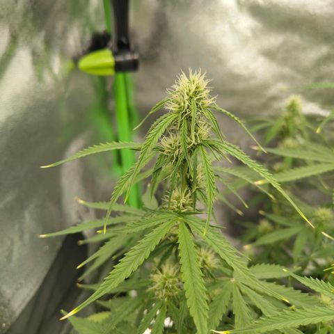 Amnesia Haze - Automatic  growlog timeline photo