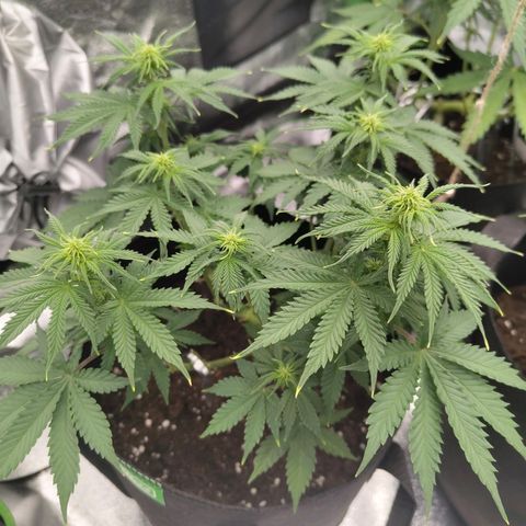 Auto Minz growlog timeline photo