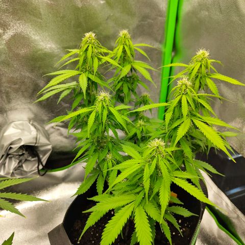 Amnesia Haze - Automatic  growlog timeline photo