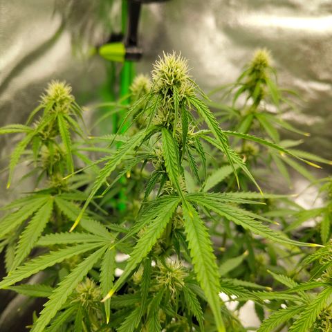 Amnesia Haze - Automatic  growlog timeline photo