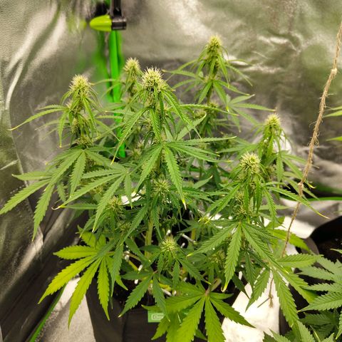 Amnesia Haze - Automatic  growlog timeline photo
