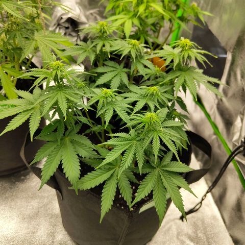 Auto Minz growlog timeline photo