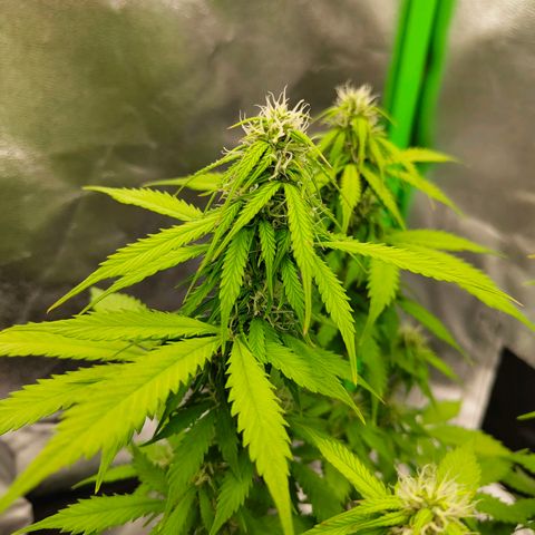 Amnesia Haze - Automatic  growlog timeline photo