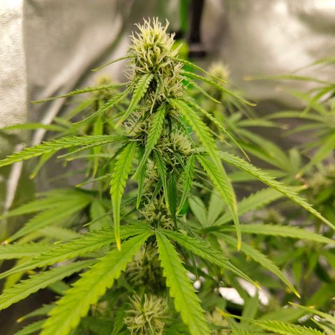 Amnesia Haze - Automatic  growlog timeline photo
