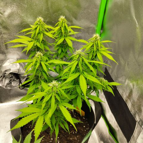 Amnesia Haze - Automatic  growlog timeline photo
