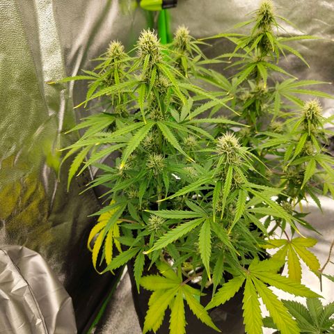 Amnesia Haze - Automatic  growlog timeline photo