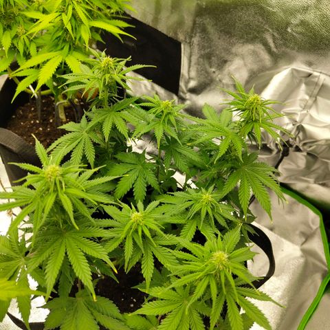 Auto Minz growlog timeline photo