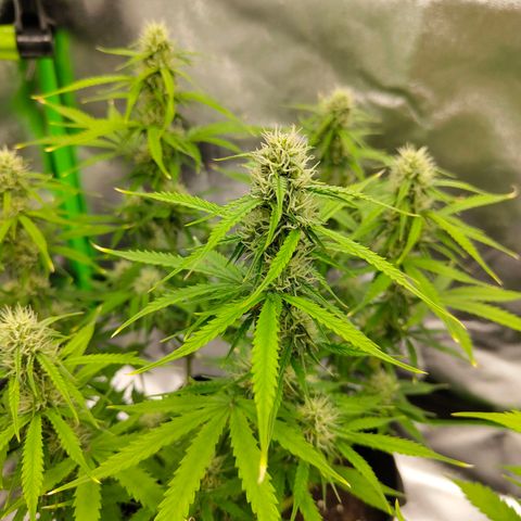 Amnesia Haze - Automatic  growlog timeline photo