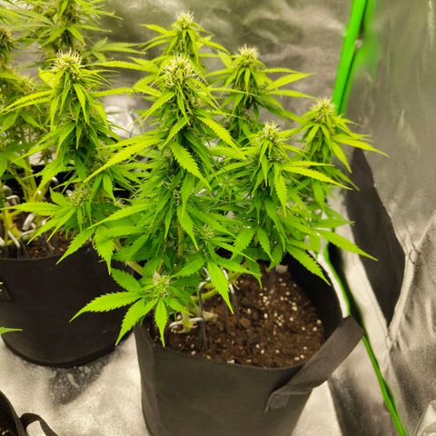Amnesia Haze - Automatic  growlog timeline photo