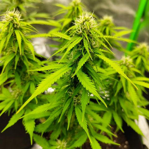 Amnesia Haze - Automatic  growlog timeline photo
