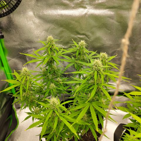 Amnesia Haze - Automatic  growlog timeline photo