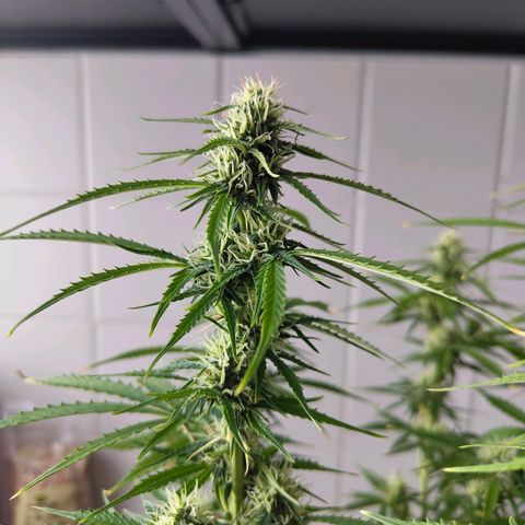 Amnesia Haze - Automatic  growlog timeline photo