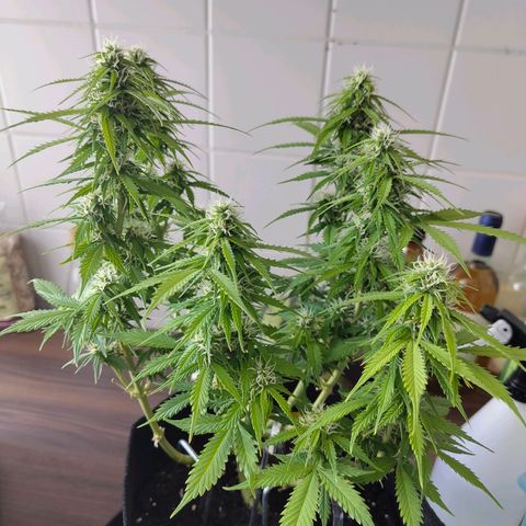 Amnesia Haze - Automatic  growlog timeline photo