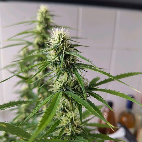 Amnesia Haze - Automatic  growlog timeline photo
