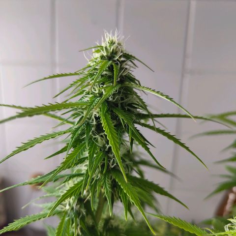 Amnesia Haze - Automatic  growlog timeline photo