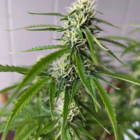 Amnesia Haze - Automatic  growlog timeline photo