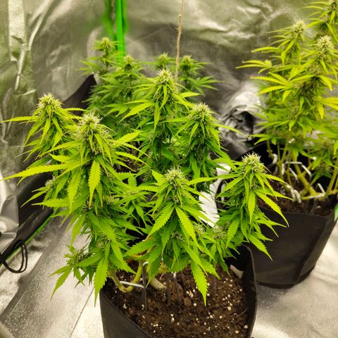 Amnesia Haze - Automatic  growlog timeline photo
