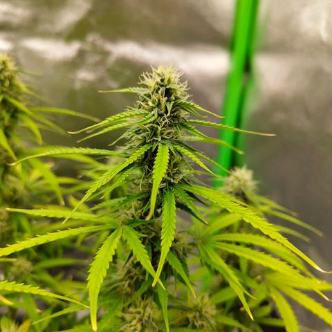 Amnesia Haze - Automatic  growlog timeline photo