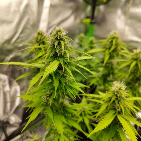 Amnesia Haze - Automatic  growlog timeline photo